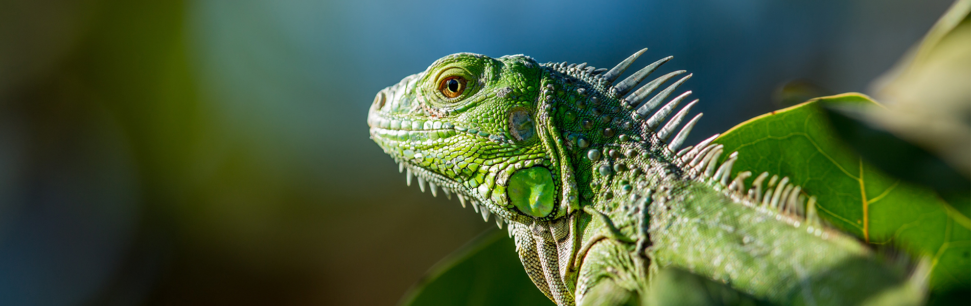 Gradlyn Petshipping Header Tiertransport Reptilien Artenschutz