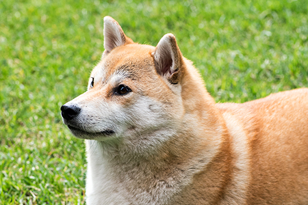 Hundetransport in die Vereinigten Staaten