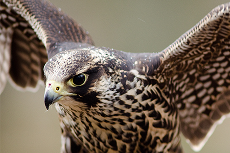 Transport of a protected falcon