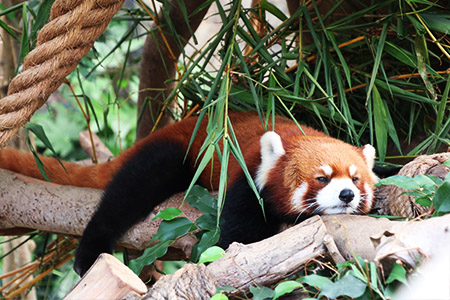  A red panda to Dublin