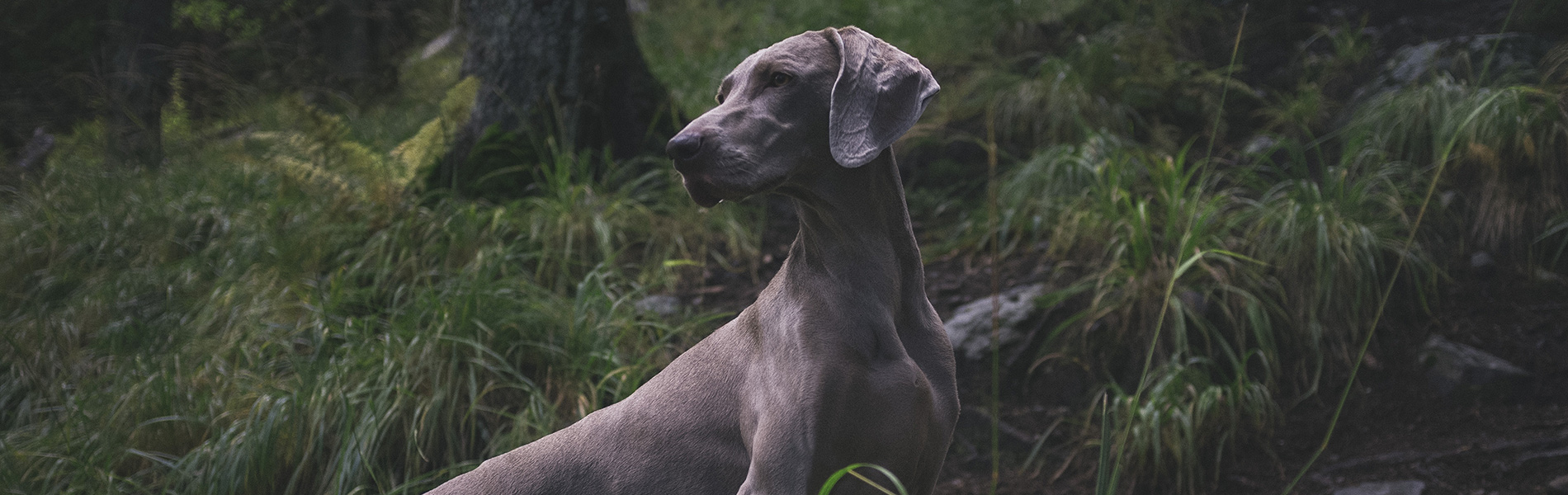 Gradlyn Petshipping tiertransport header referenz jagdhund weimeraner