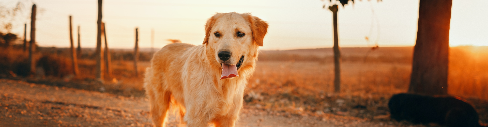 Tiertransport Hund Header