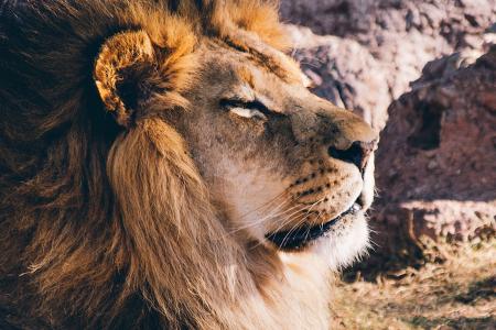 Royal Berber Lions from Morocco