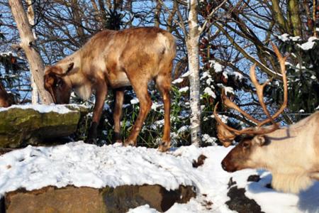 Caribous from Canada