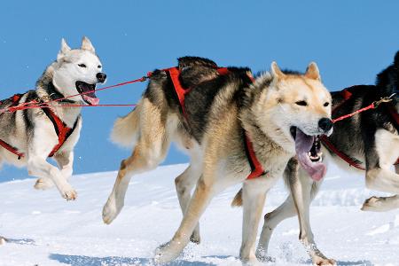 Sled dog transport with world championship