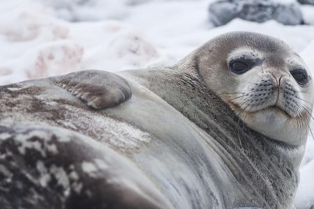 Seal Henry travelling to Majorca