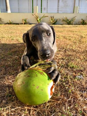 weimerander dalmatiner beach honduras frankfurt petshipping blog