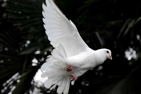 Dove and canaries fly to Iraq