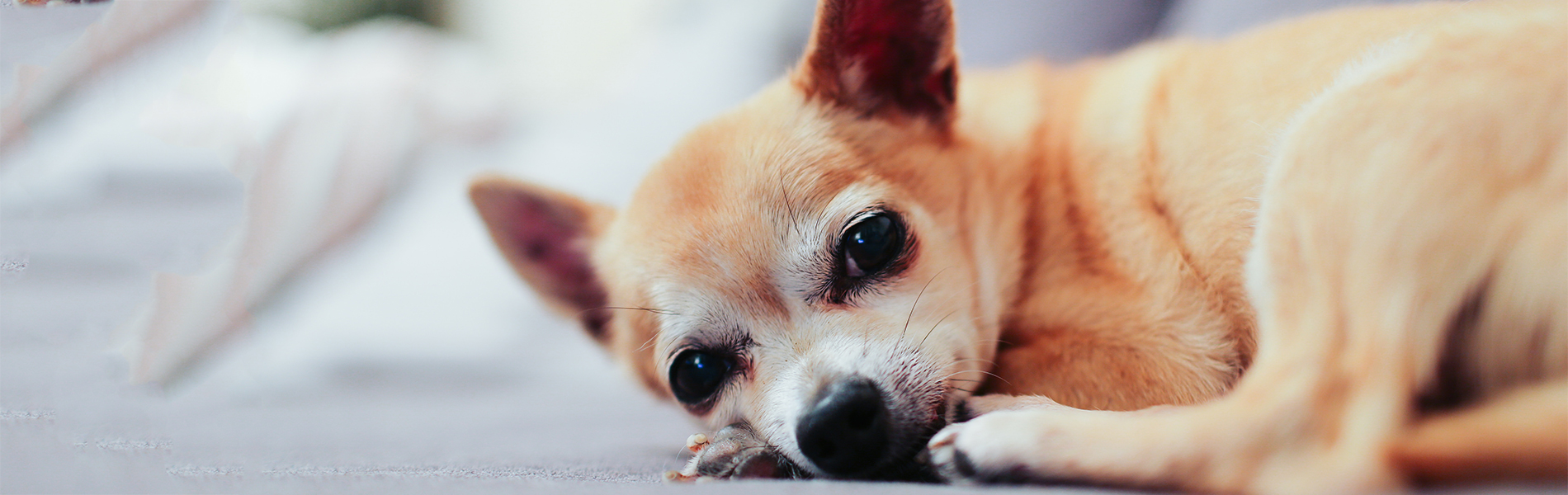 gradlyn petshipping tiertransport chihuahua frankfurt stlouis