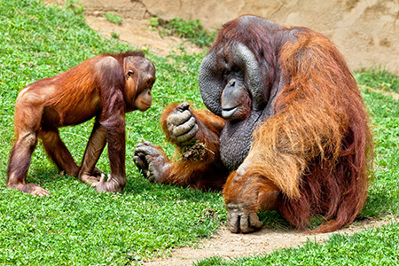 Orang-Utan Dame auf dem Weg nach Israel