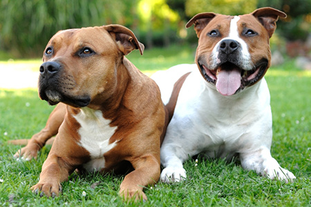 Dog transport of two terriers to China