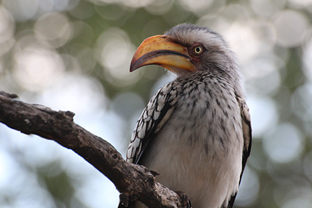 Hornbill transport to Tel Aviv