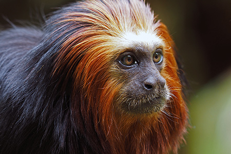 Golden-headed lion tamarin from swabian hillsides to the British isles