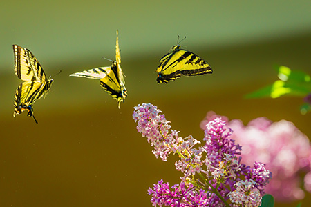 Butterfly cocoons come once a week