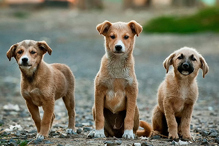 Hundetransport für einen guten Zweck