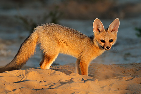 Desert foxes fly to New York