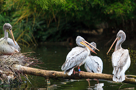 Petshipping of pelicans and road runners